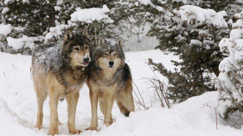 Two wolves stand side by side in the snow, surrounded by trees. One has its eyes closed, and the other is sticking out its tongue. They have gray backs, heads and manes, with white faces, legs and bellies. 