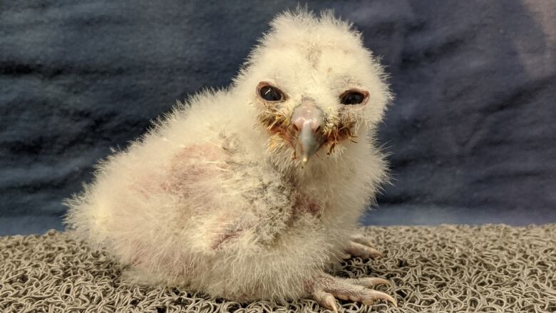 A baby owl is photographed. It is small and downy, resembling a baby chicken.