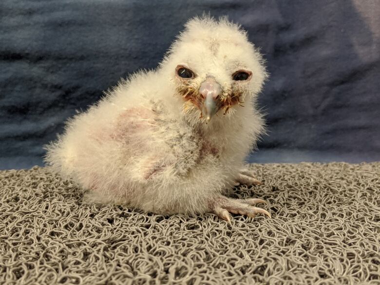 A baby owl is photographed. It is small and downy, resembling a baby chicken.