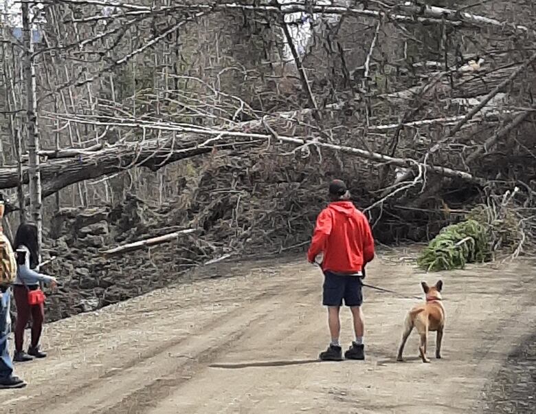 People look at downed trees across road.