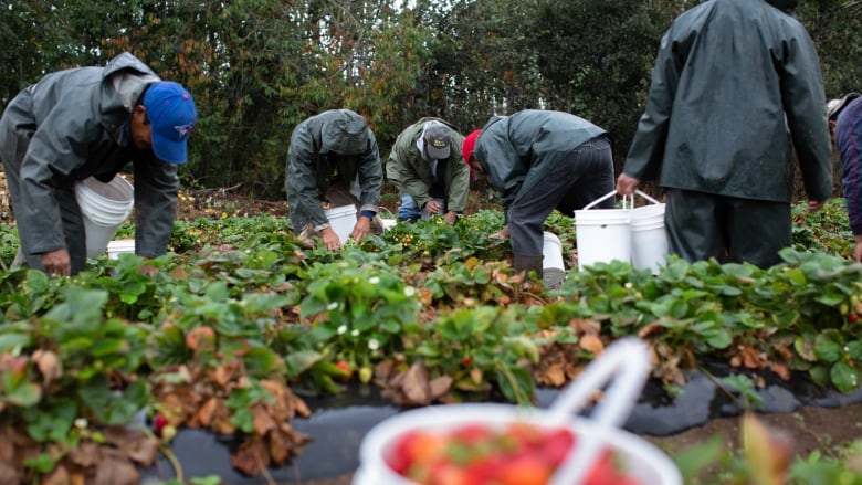 Migrant farm workers pick strawberries in a field.