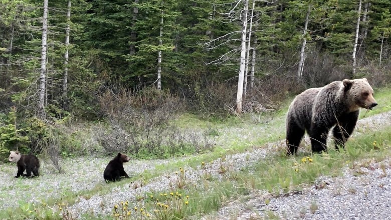 A grizzly bear and two cubs