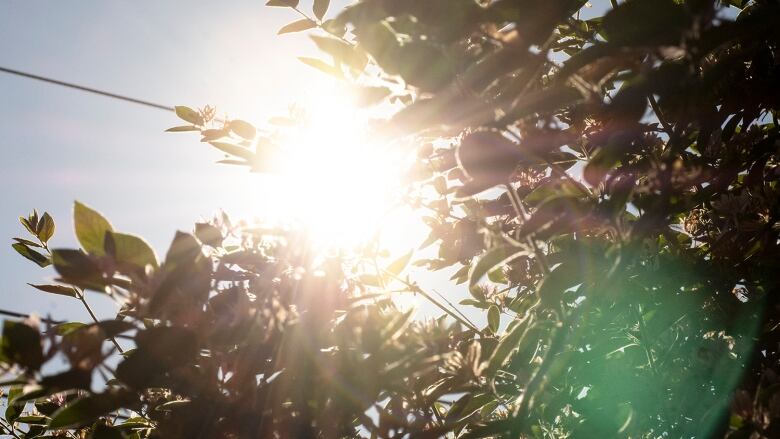 rays of sunlight passing through tree top