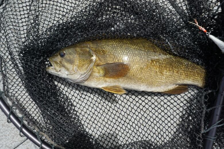 A small brown fish is caught in a black net.