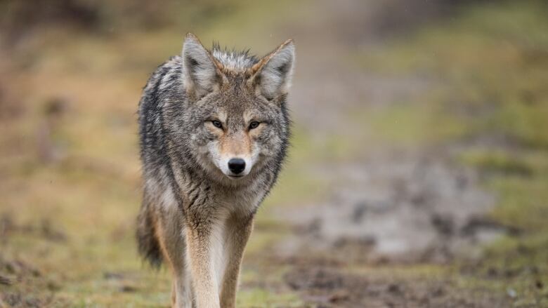 A coyote on a forest path.