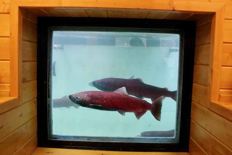 A few chinook salmon are seen swimming past a viewing window.