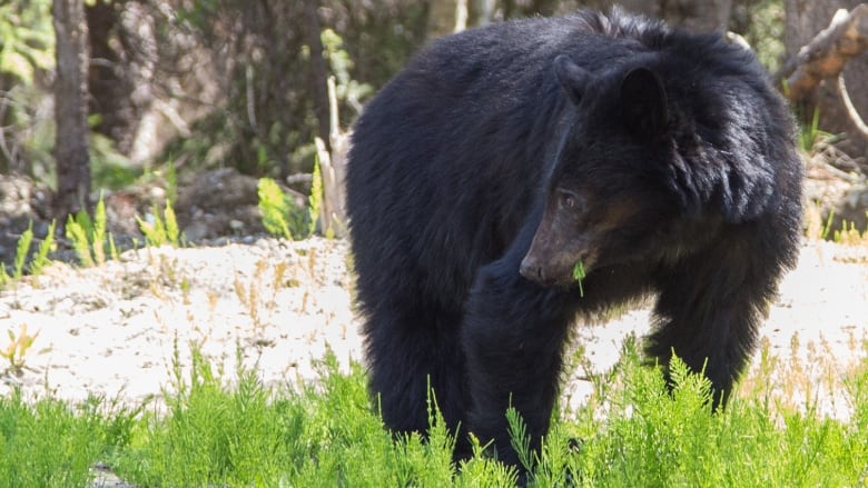 A black bear eating vegetation at side of road, with greenery protruding from its mouth. Trees in background.