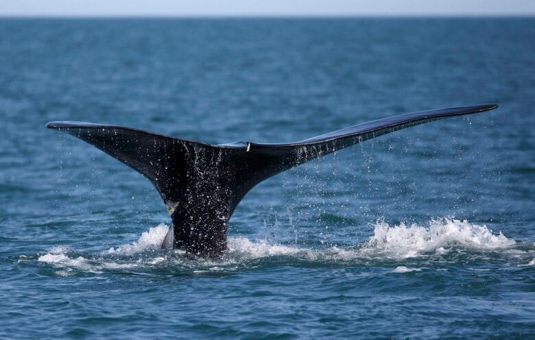 A whale's tale is seen at the surface of the water.