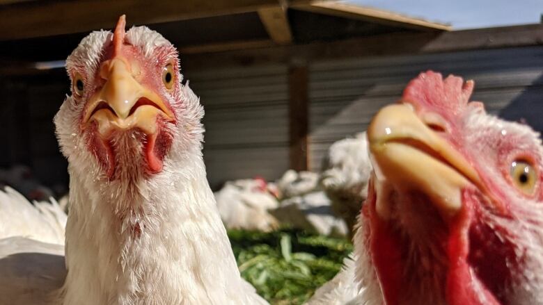 closeup of chickens