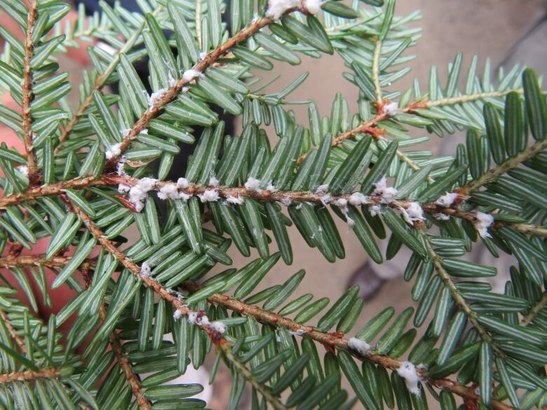 A hemlock branch infested with the adelgid.