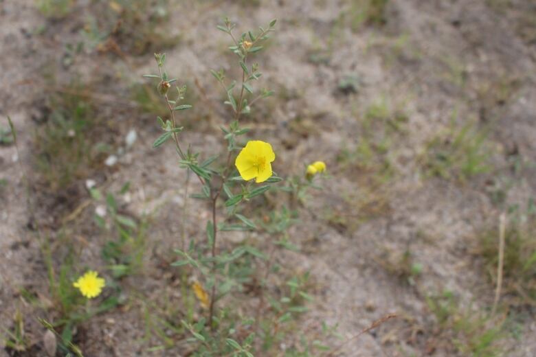 Yellow flower in sand. 