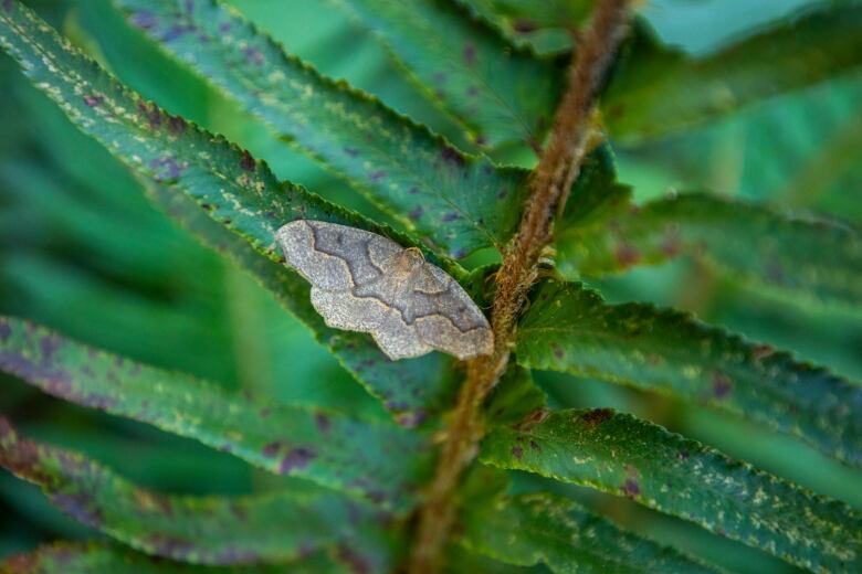 A moth on a green leaf.