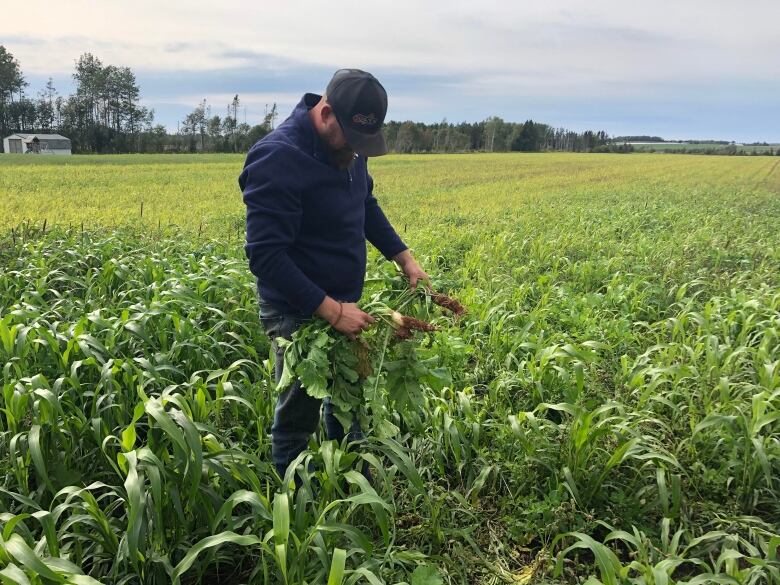 A farmer holds some tillage radishes pulled from a field on P.E.I. 