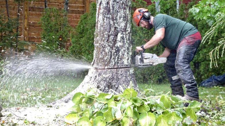 A man cutting down a tree.