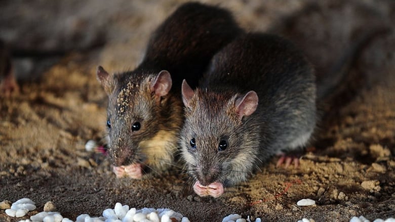 Two brown rats eat grains of puffed rice