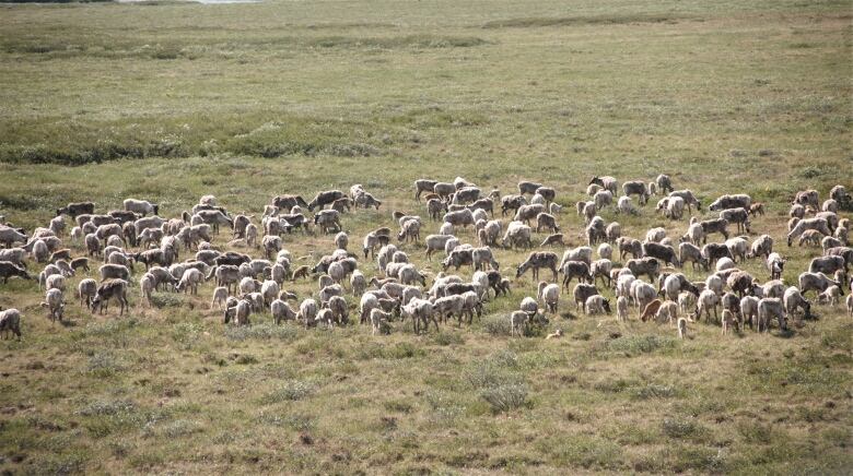 A herd of many dozen caribou on an open tundra in the summer. 