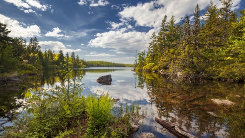 A clear blue lake has clouds reflected in its surface, with green moss in the foreground and green stands of trees on both sides of the frame