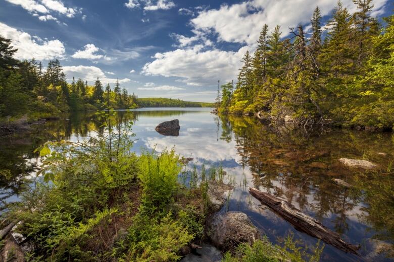 A clear blue lake has clouds reflected in its surface, with green moss in the foreground and green stands of trees on both sides of the frame