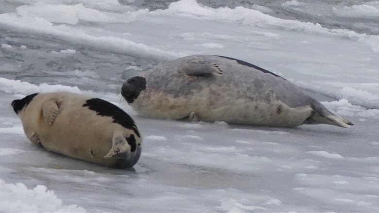 Two harp seals lie on the ice.