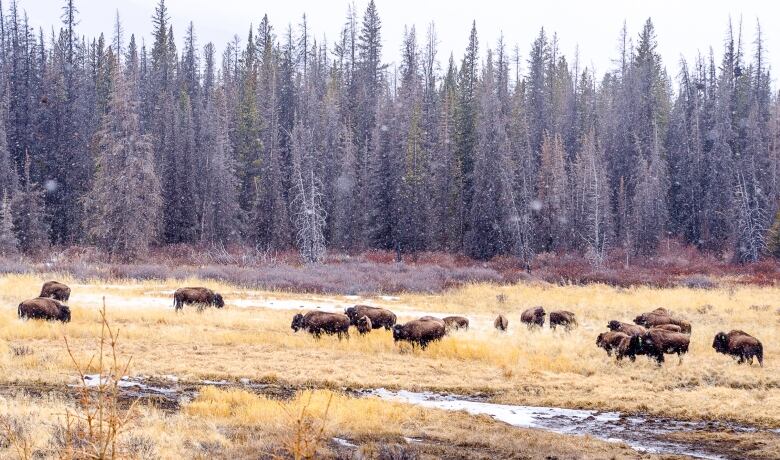 A herd of about 20 bison are pictured grazing in a yellow grass field in front of a forest of trees.