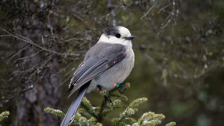 A grey jay on a snowy branch 