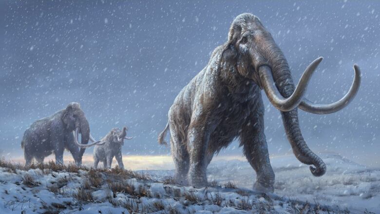 An artist's depiction of extinct steppe mammoths walking in the snow.