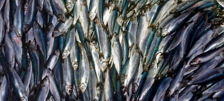 Herring lay in a pile 