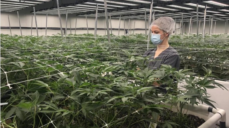 A woman wearing a surgical mask, a hairnet, and scrubs stands among plants in a licensed cannabis production facility.   