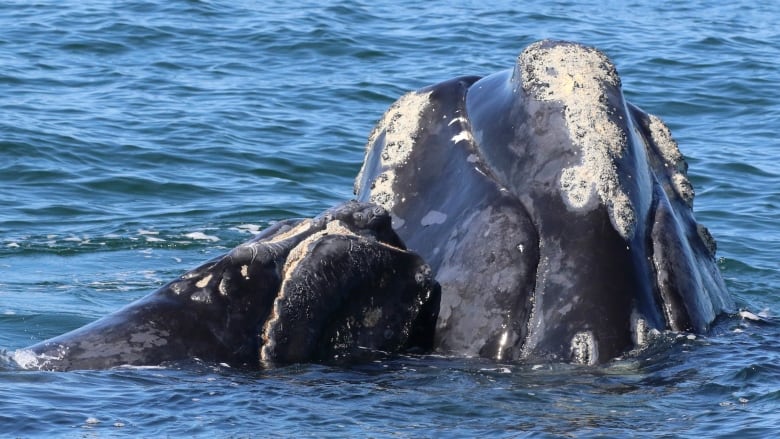 There is a right whale and her calf just breaking the surface of the blue ocean.