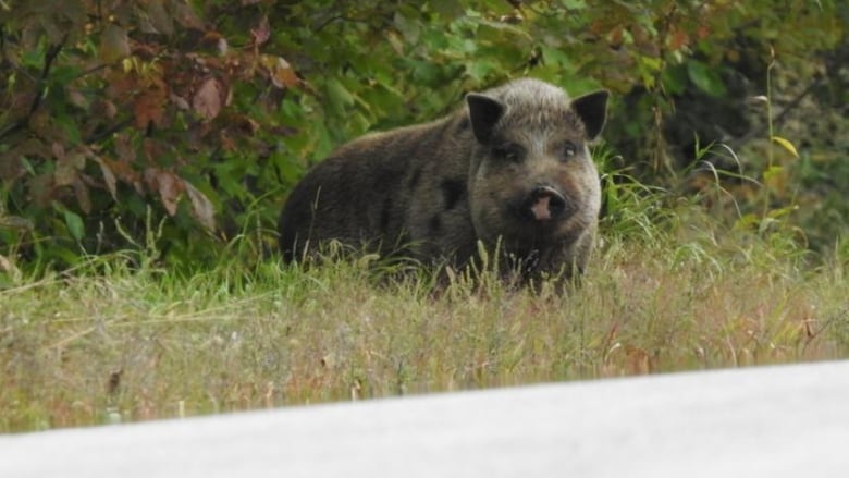 A big pig standing on a roadside, staring at the camera