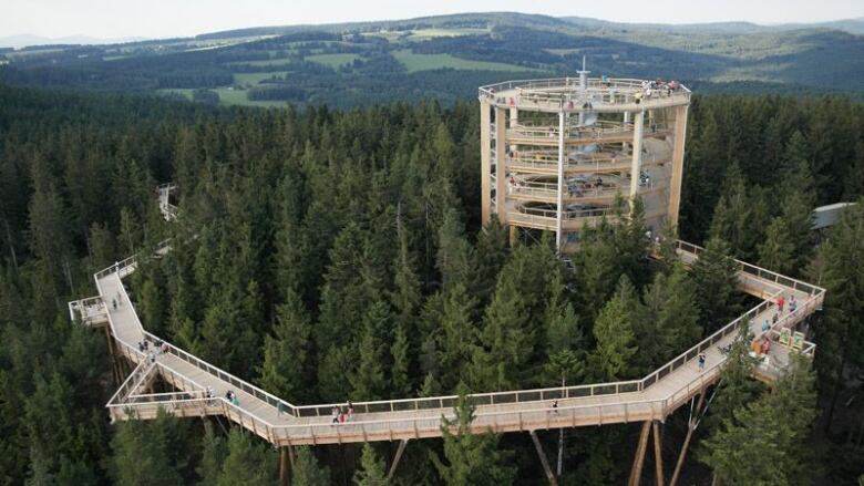 An artist drawing shows a ramp slowly rising up through trees to reach a lookout tower that spirals up above the forest canopy.