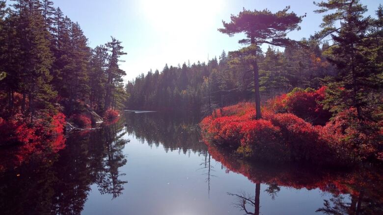 A forest scene with green trees and red underbrush surrounding a lake