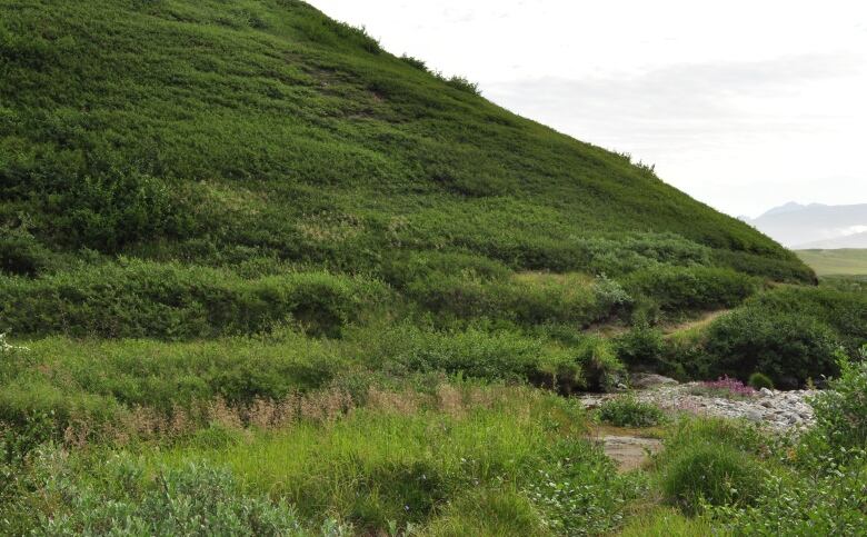 A mountain stream is covered by greenery. 