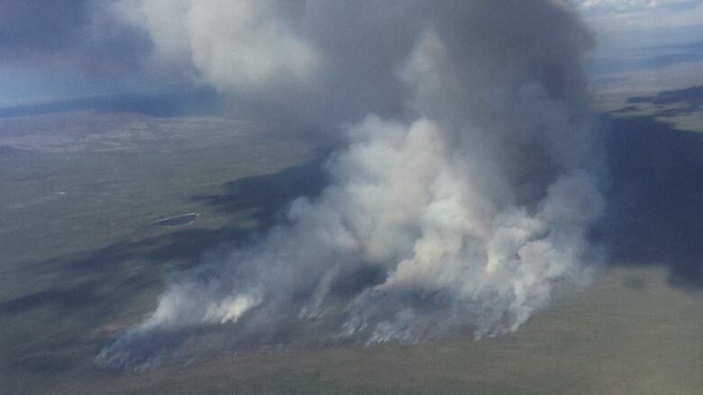 Smoke rises above trees in a green forest. 