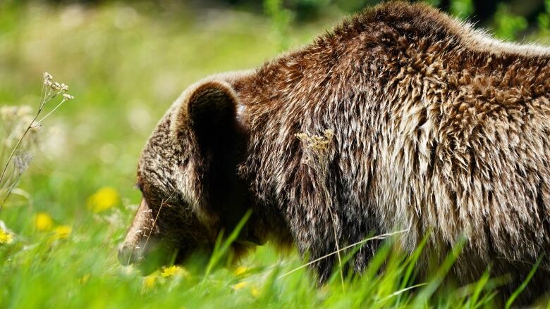 A grizzly bear is pictured in a dandelion field in Peter Lougheed Provincial Park on June 15, 2021.  