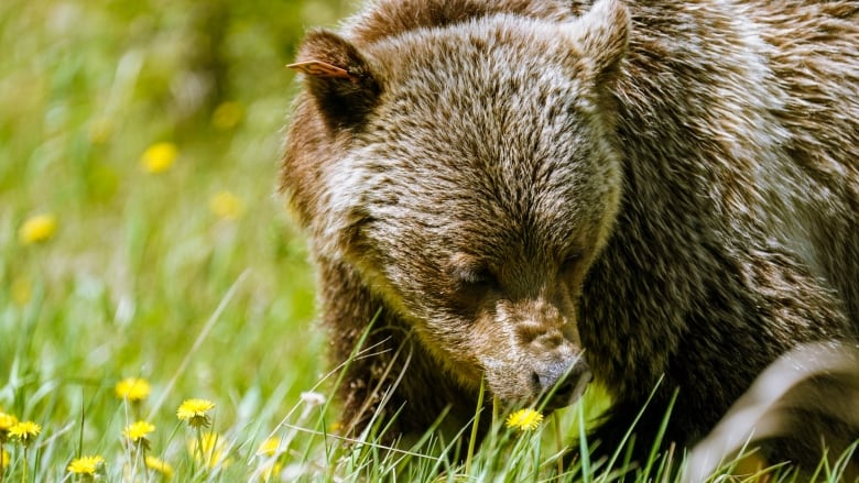 A close-up shot of a brown grizzly bear.