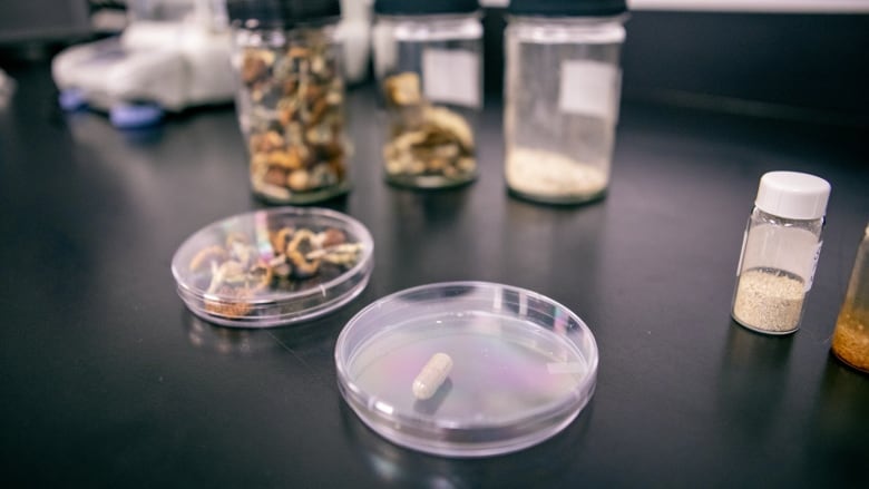 Samples of mushrooms and a small pill capsule.