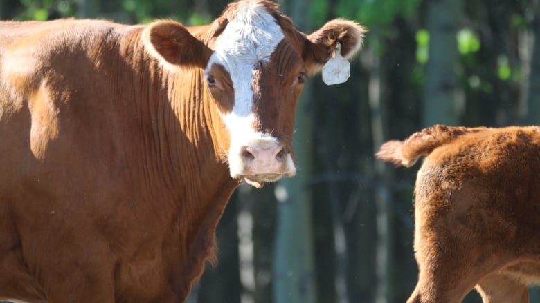 Cows are pictured during a cattle drive in southern Alberta.