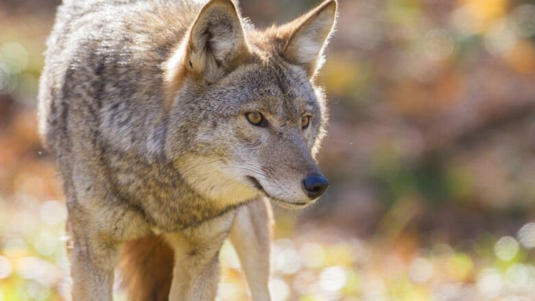 A coyote prowls in the sun. Leaves on the ground are blurred in the background