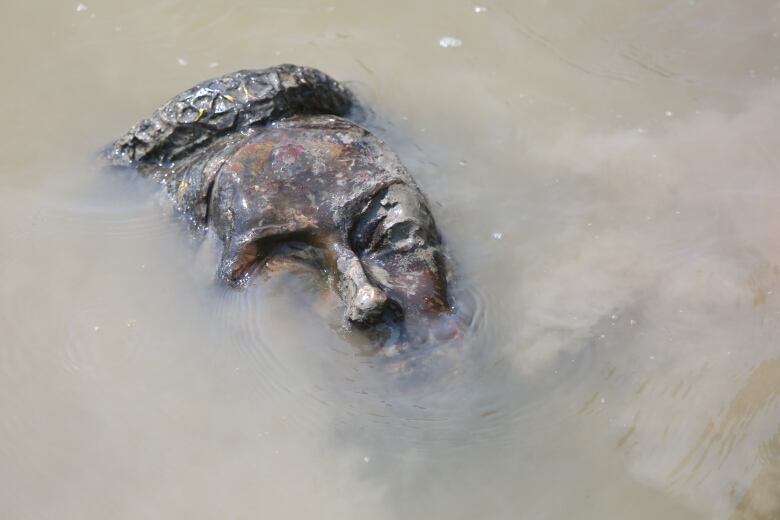 The head of a statue is seen in a river, just part of the forehead and nose and cheekbone sticking above the surface.