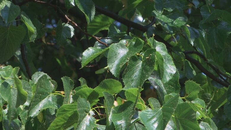 Brown dots on green leaves.