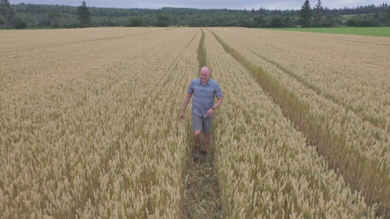  A man walks through a barley field at the Harrington Research Station. 