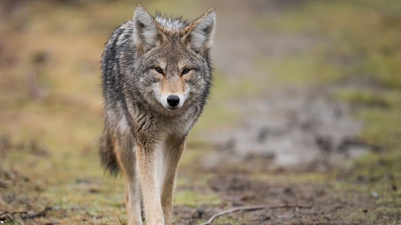 A coyote walks toward the camera in a meadow-like area. 