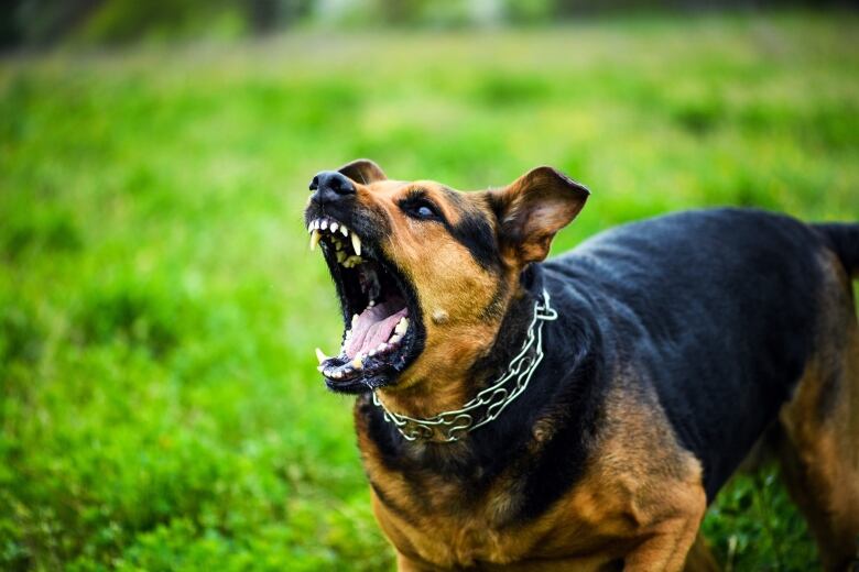 Angry dog; Shutterstock ID 702139315; user: -; manager: -; email: -; project: -