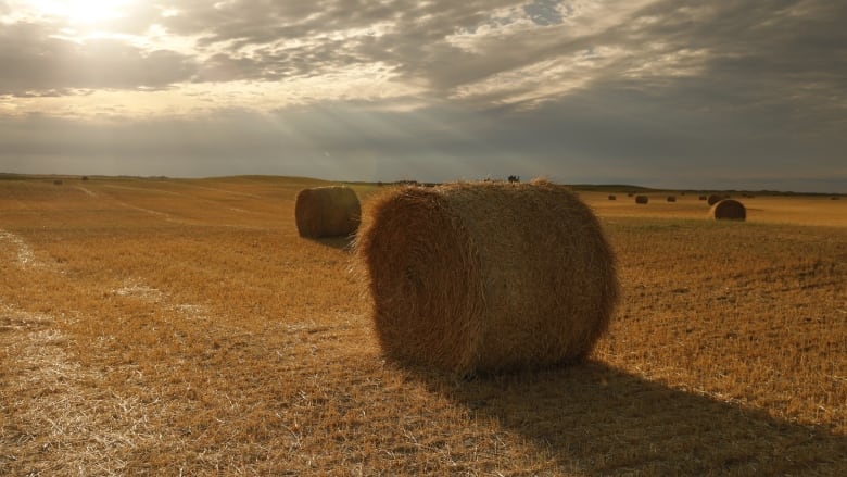 A hay bales 