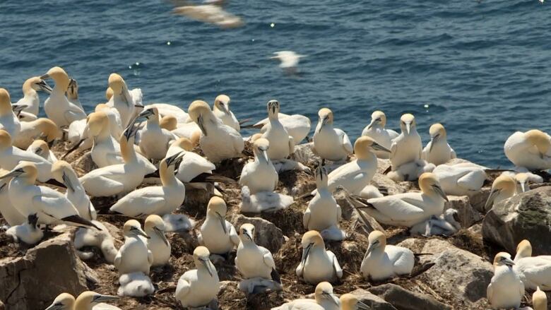 A large group of northern gannets gathered on rocks 