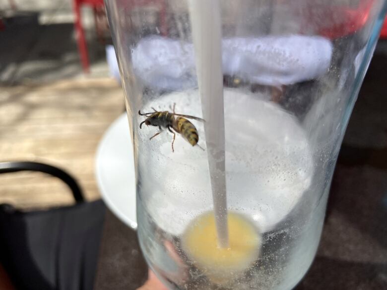 A wasp inside a glass with a straw and some yellow liquid at the bottom.