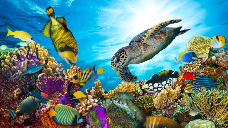 Colourful coral reef with many fishes and sea turtle