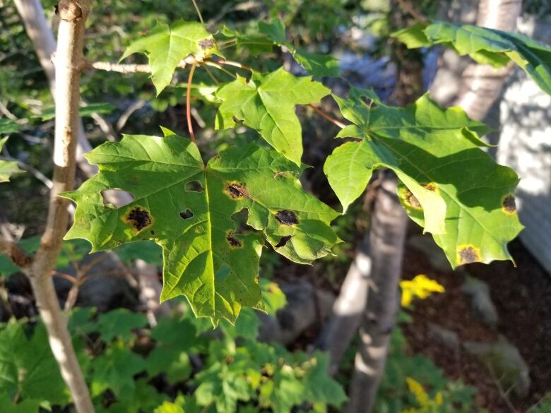 leaves on a branch