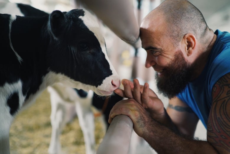 A bald man with a beard smiles as he looks at a calf's face.